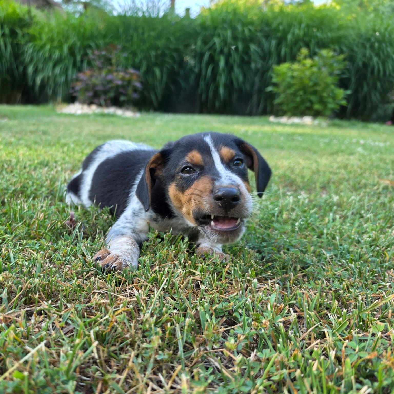 Hank, an adopted Mixed Breed in Columbia, MD image 2/3