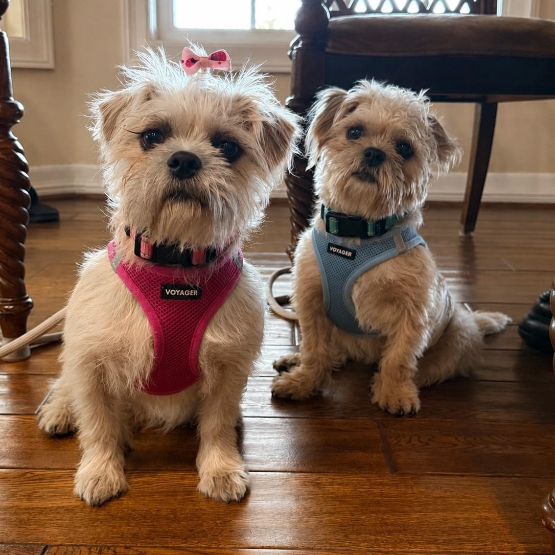 Sprout & Kiwi, an adopted Brussels Griffon in Irvine, CA image 2/6