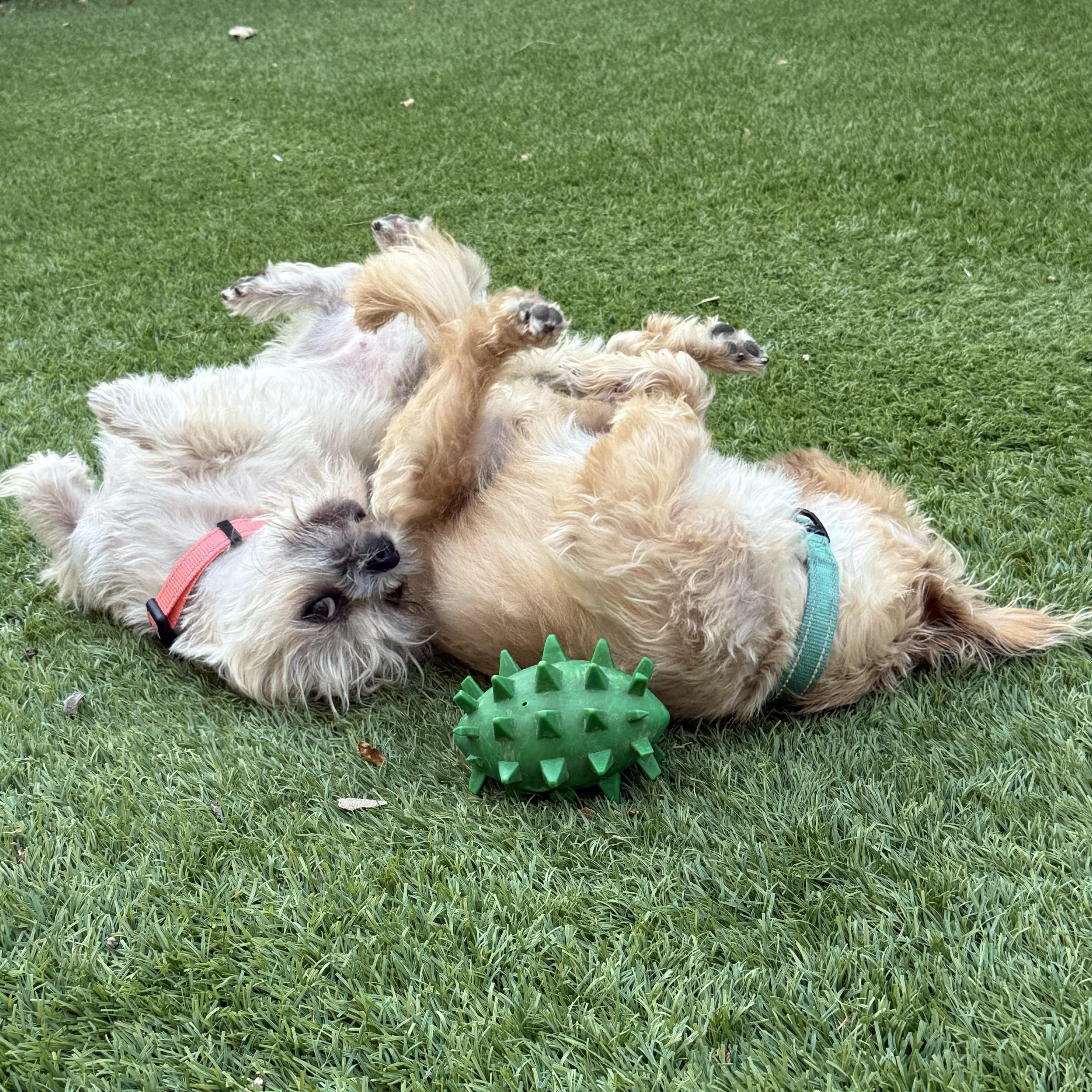 Sprout & Kiwi, an adopted Brussels Griffon in Irvine, CA image 4/6