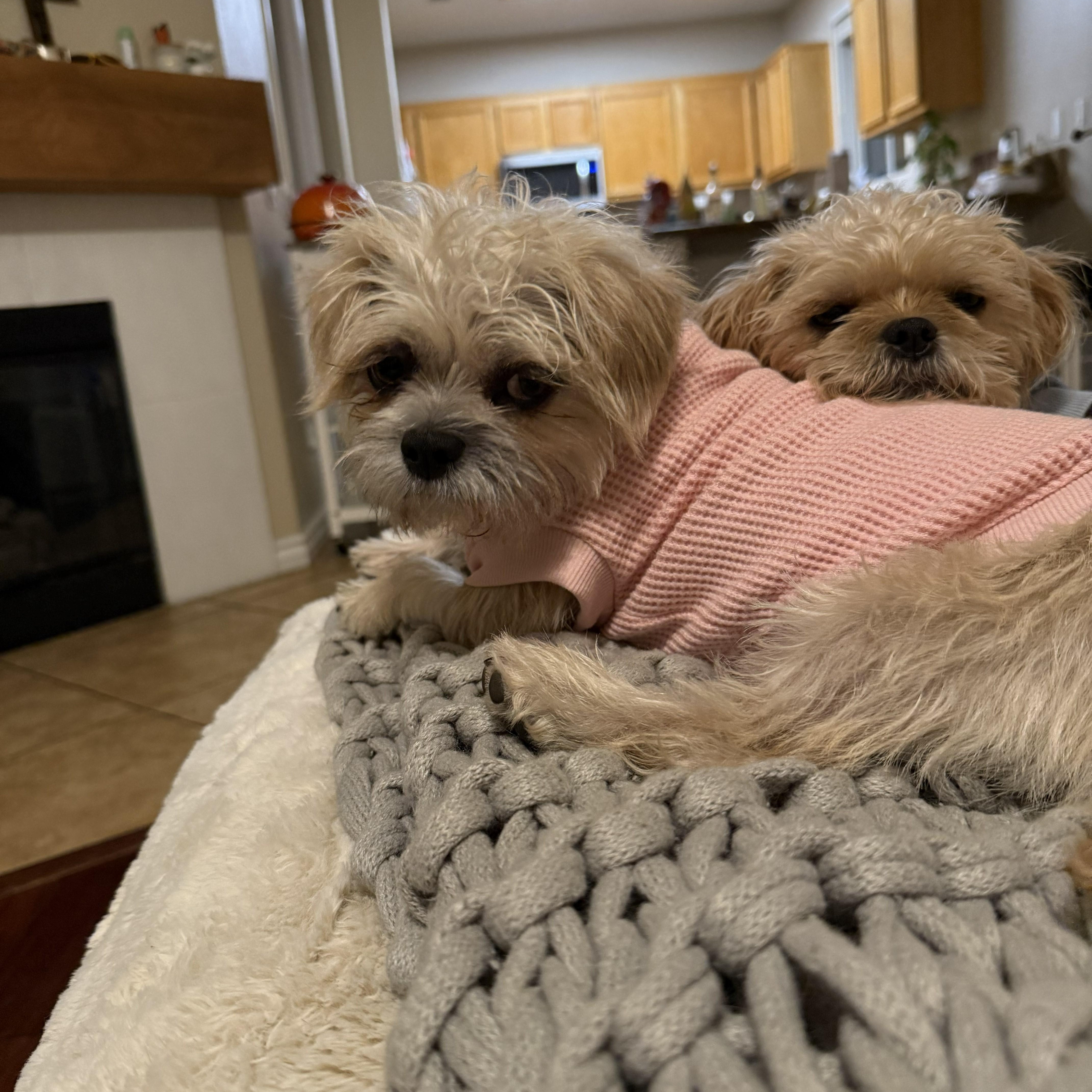 Sprout & Kiwi, an adopted Brussels Griffon in Irvine, CA image 3/6