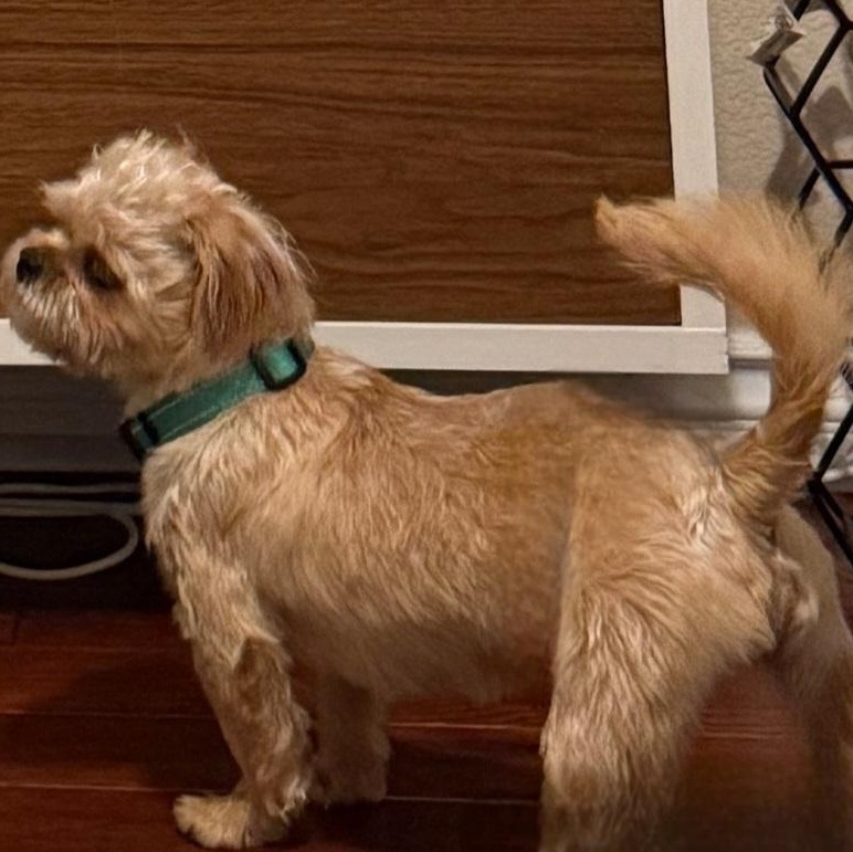 Sprout & Kiwi, an adopted Brussels Griffon in Irvine, CA image 6/6