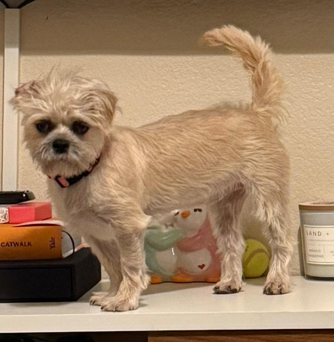 Sprout & Kiwi, an adopted Brussels Griffon in Irvine, CA image 5/6