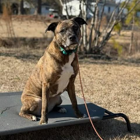 Enlarge Bonnie, an adopted American Staffordshire Terrier in Wilmington, NC image 5/6
