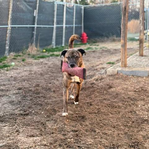 Enlarge Bonnie, an adopted American Staffordshire Terrier in Wilmington, NC image 4/6