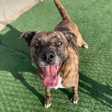 Bonnie, adopted, Adult Female American Staffordshire Terrier.