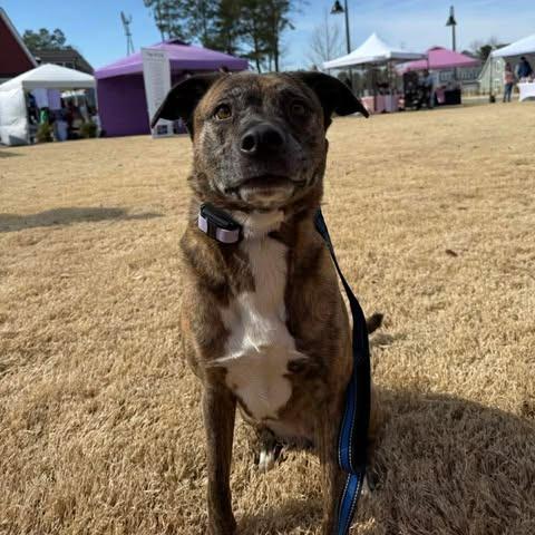 Enlarge Bonnie, an adopted American Staffordshire Terrier in Wilmington, NC image 6/6