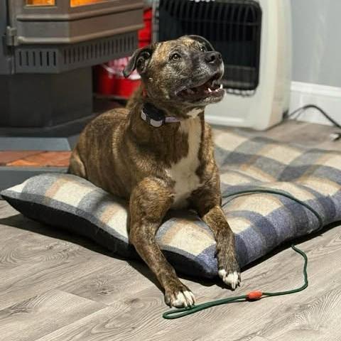 Enlarge Bonnie, an adopted American Staffordshire Terrier in Wilmington, NC image 3/6