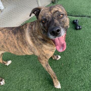 Enlarge Bonnie, an adopted American Staffordshire Terrier in Wilmington, NC image 2/6