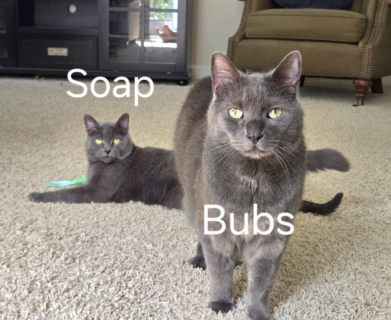 Enlarge Bubbles, a Adoptable Domestic Short Hair in Wheaton, IL image 1/3