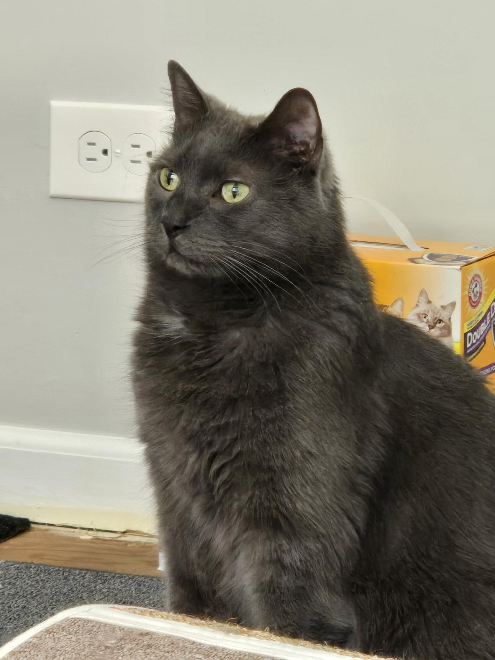 Enlarge Bubbles, a Adoptable Domestic Short Hair in Wheaton, IL image 2/3