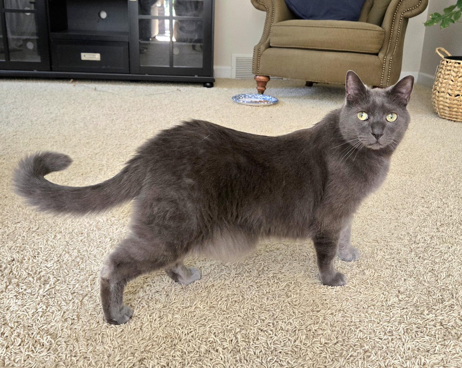 Enlarge Bubbles, a Adoptable Domestic Short Hair in Wheaton, IL image 3/3