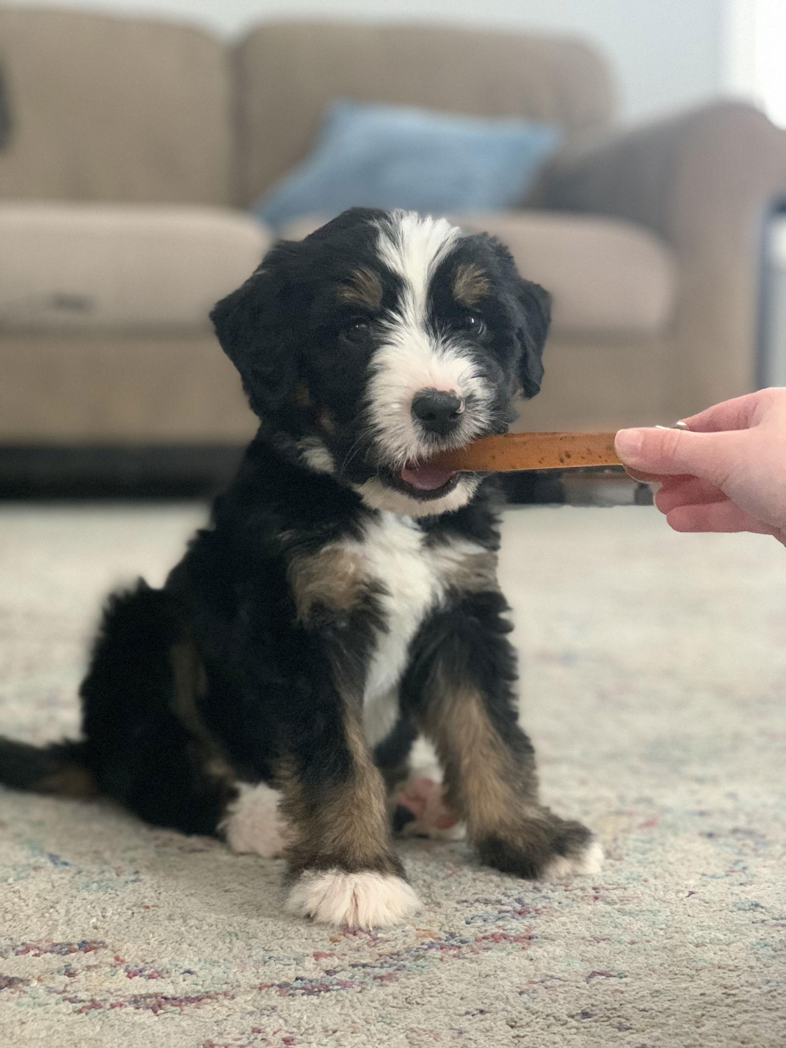 Bean, Adopted, Puppy Male Bernese Mountain Dog & Border Collie.
