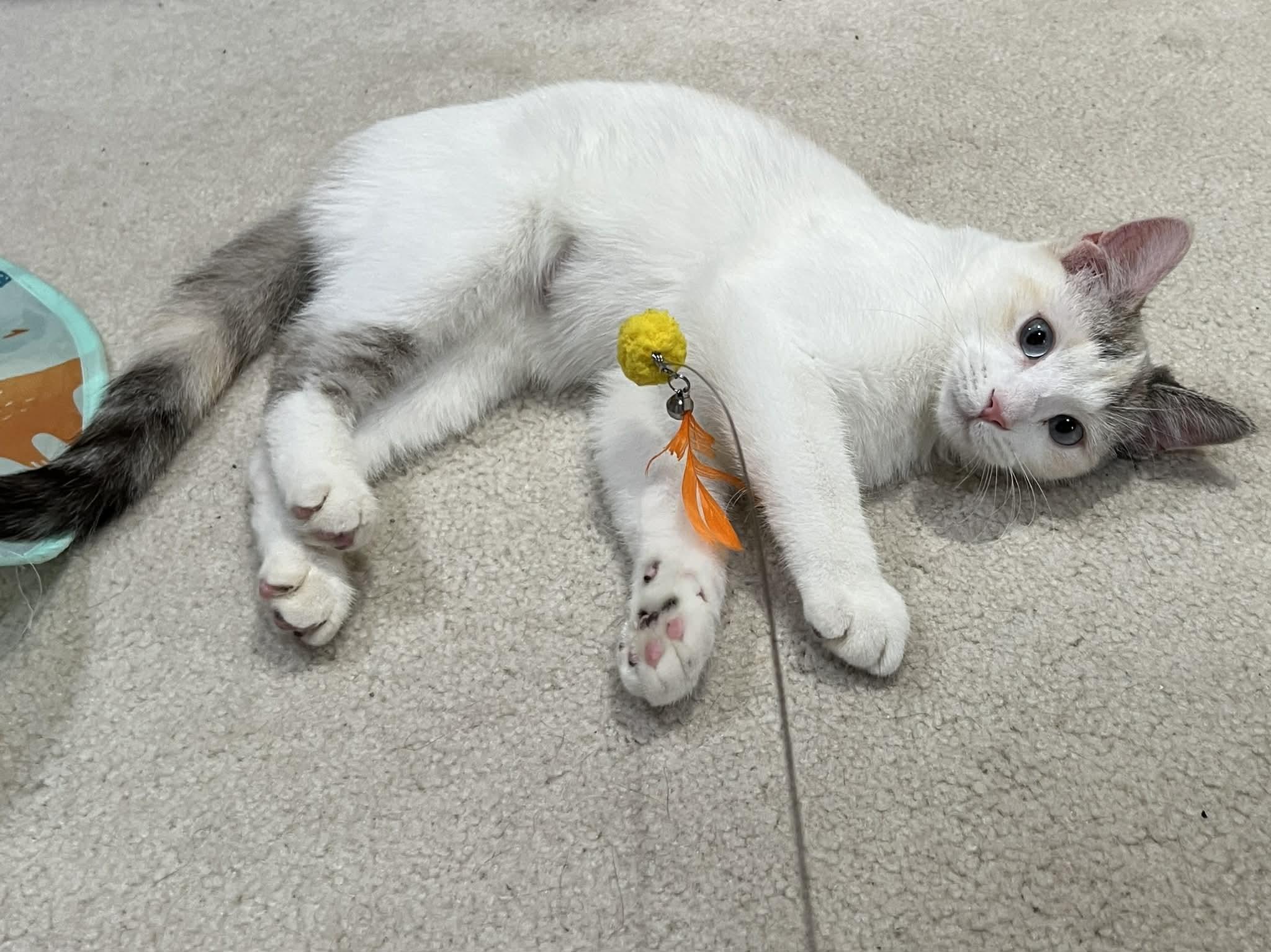 Enlarge Maple, a Adoptable Domestic Short Hair in Andover, MN image 2/6