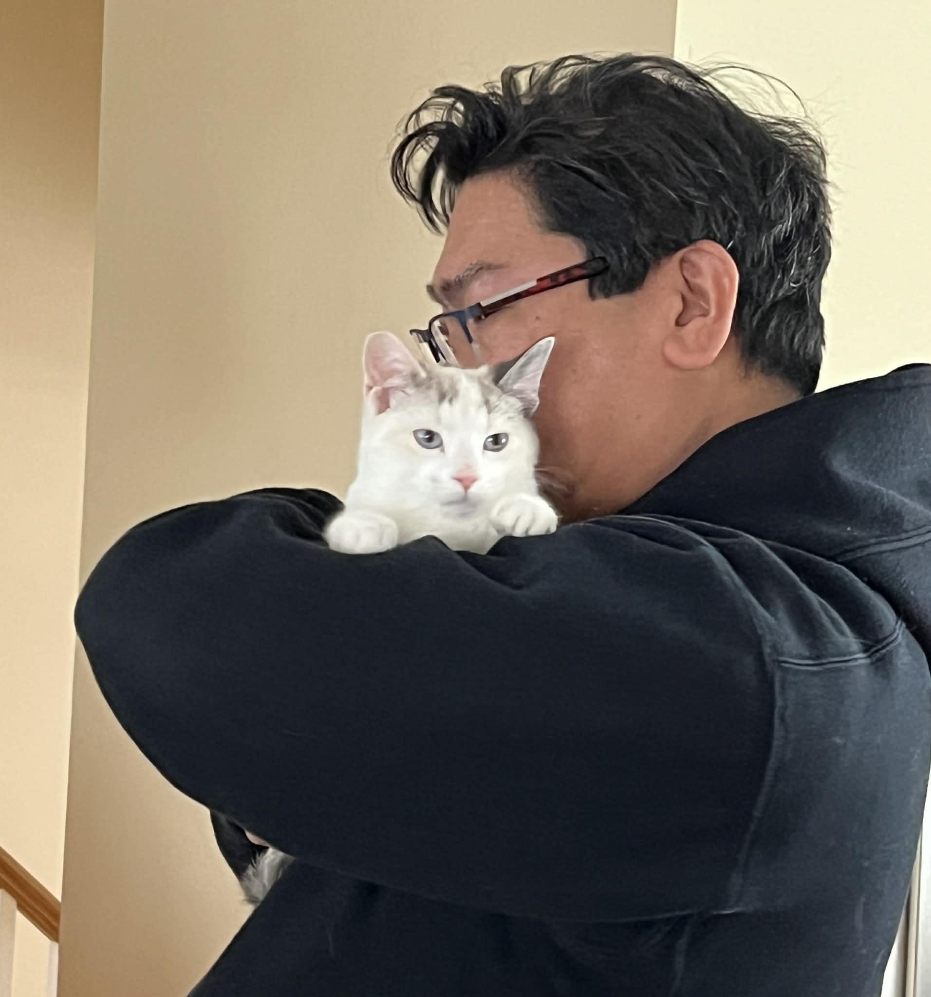 Enlarge Maple, a Adoptable Domestic Short Hair in Andover, MN image 6/6