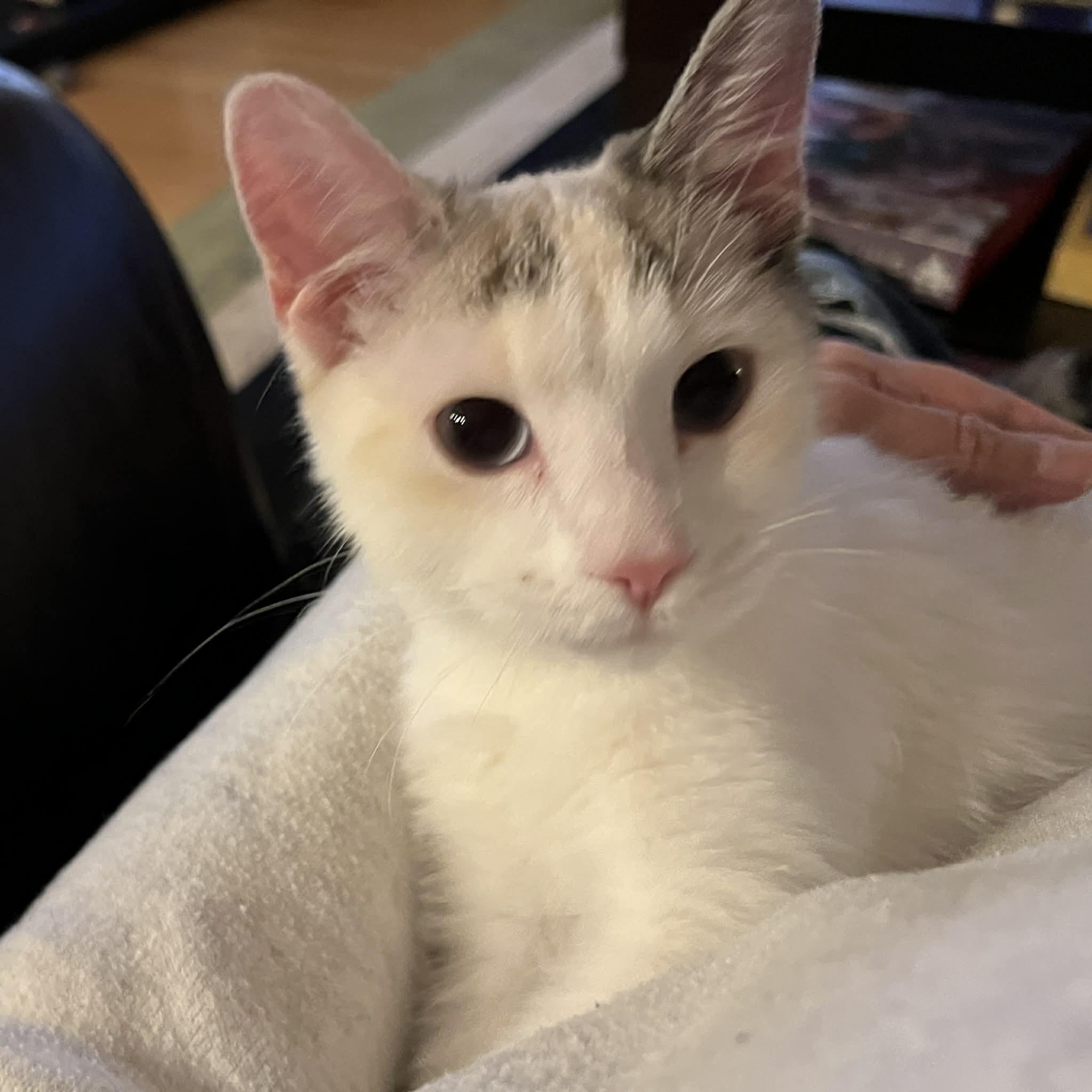 Enlarge Maple, a Adoptable Domestic Short Hair in Andover, MN image 3/6