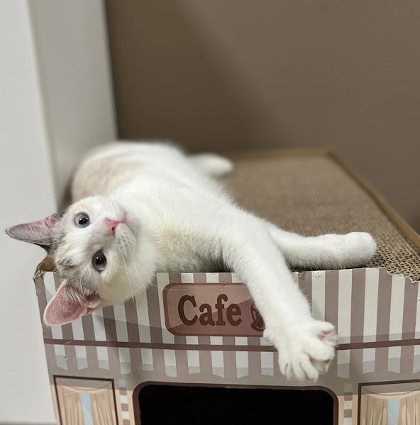 Enlarge Maple, a Adoptable Domestic Short Hair in Andover, MN image 6/6