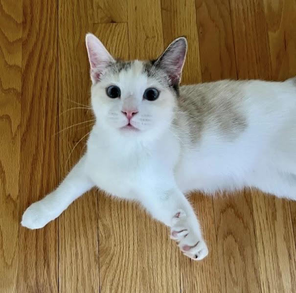 Maple, Adoptable, Kitten Female Domestic Short Hair.