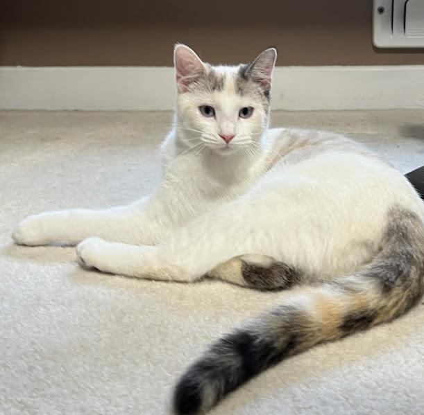 Enlarge Maple, a Adoptable Domestic Short Hair in Andover, MN image 2/6