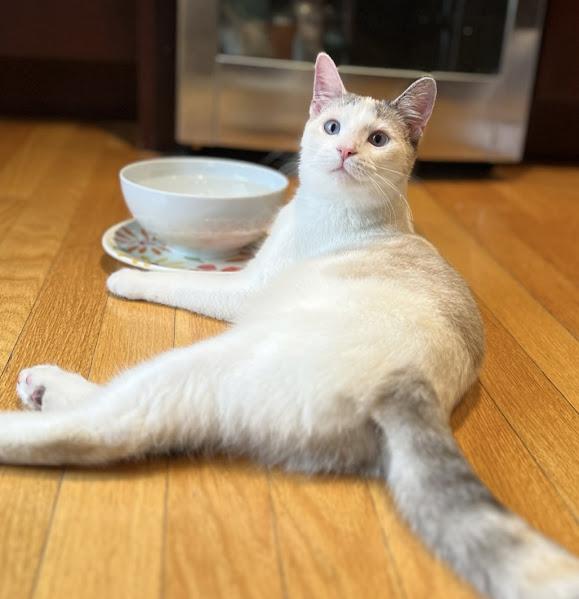 Enlarge Maple, a Adoptable Domestic Short Hair in Andover, MN image 5/6