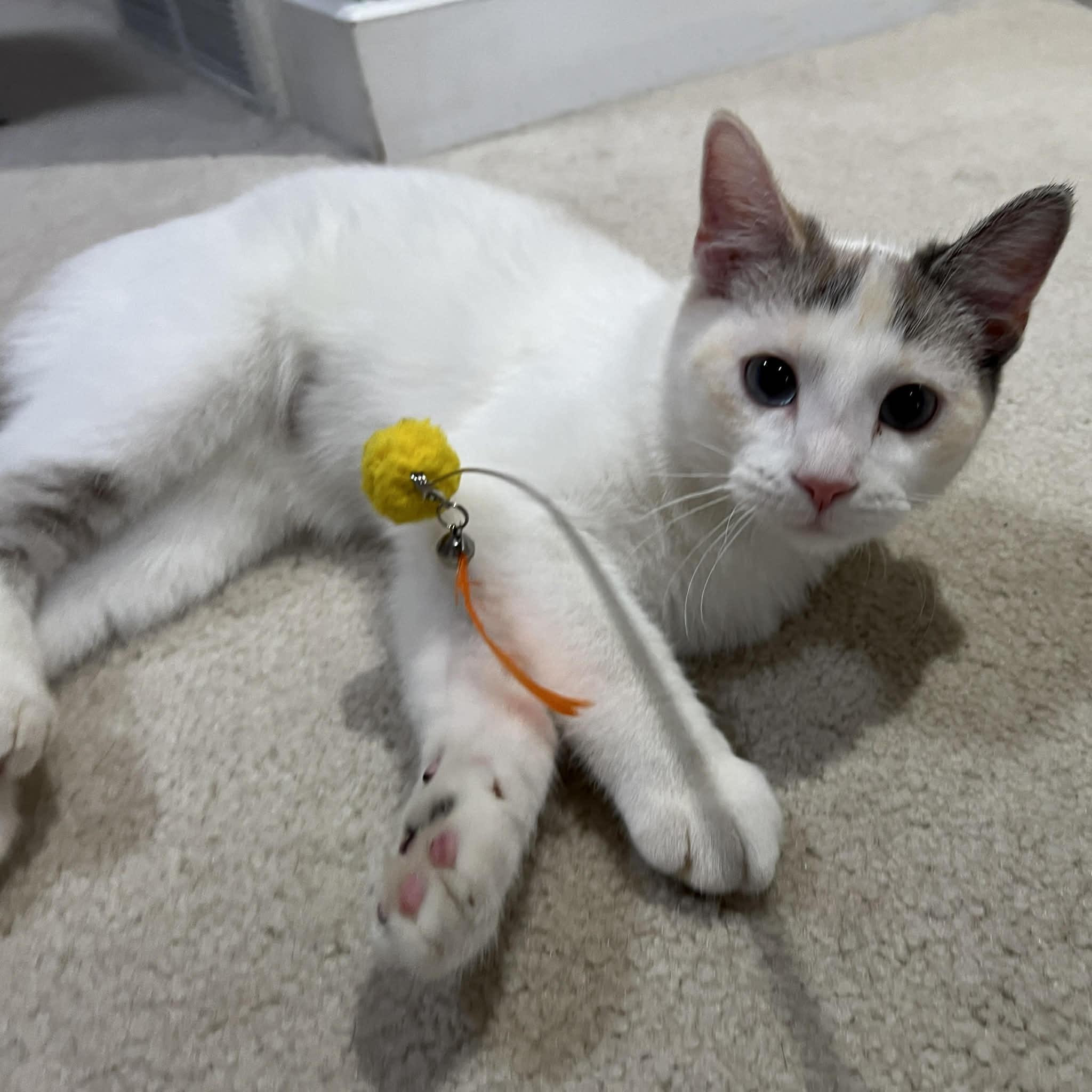 Maple, Adoptable, Kitten Female Domestic Short Hair.