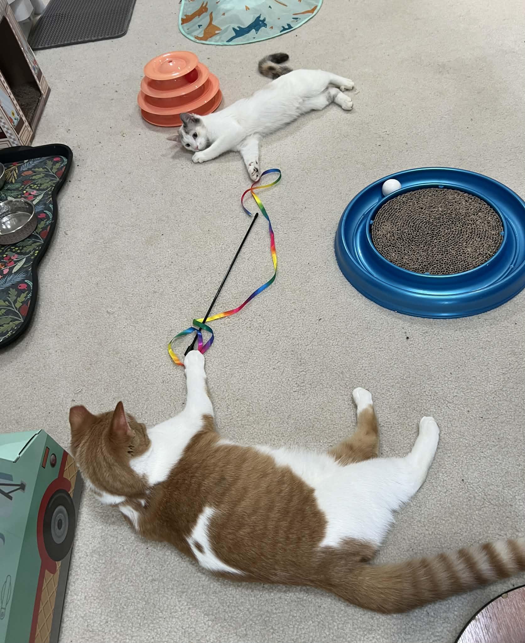 Enlarge Maple, a Adoptable Domestic Short Hair in Andover, MN image 5/6