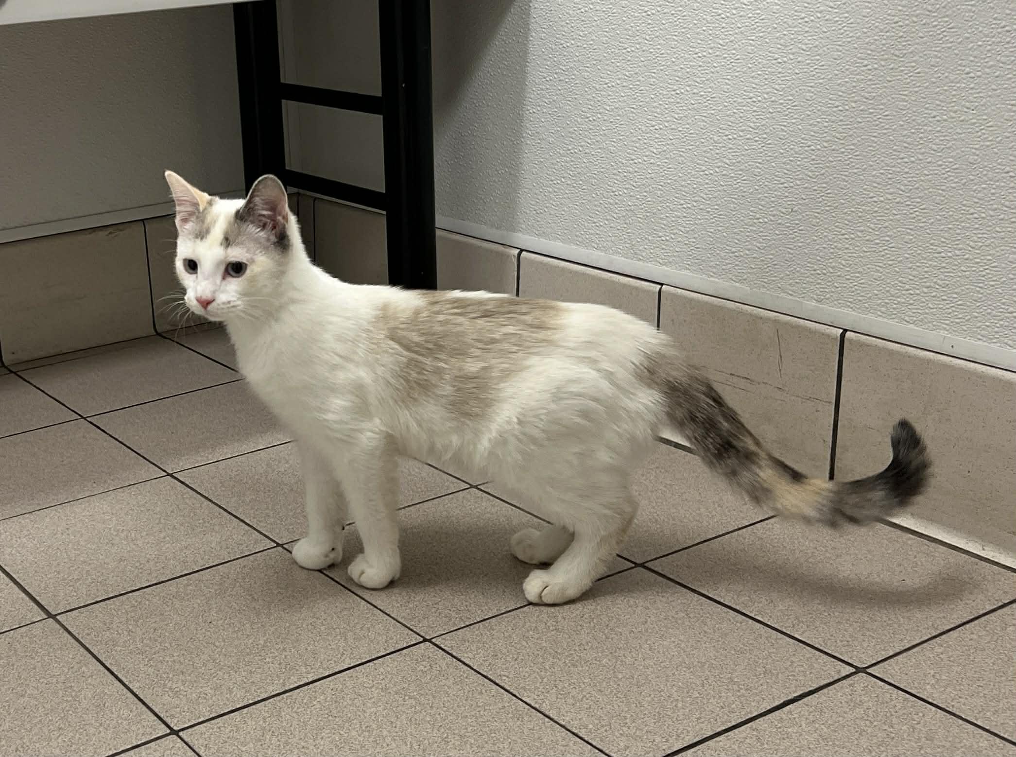 Enlarge Maple, a Adoptable Domestic Short Hair in Andover, MN image 4/6