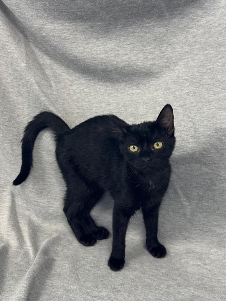 Kimiko, Adoptable, Kitten Female Domestic Short Hair.