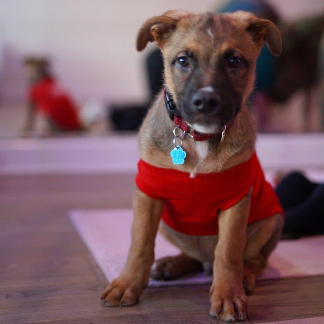 Boba, Adoptable, Puppy Male Belgian Shepherd / Malinois.