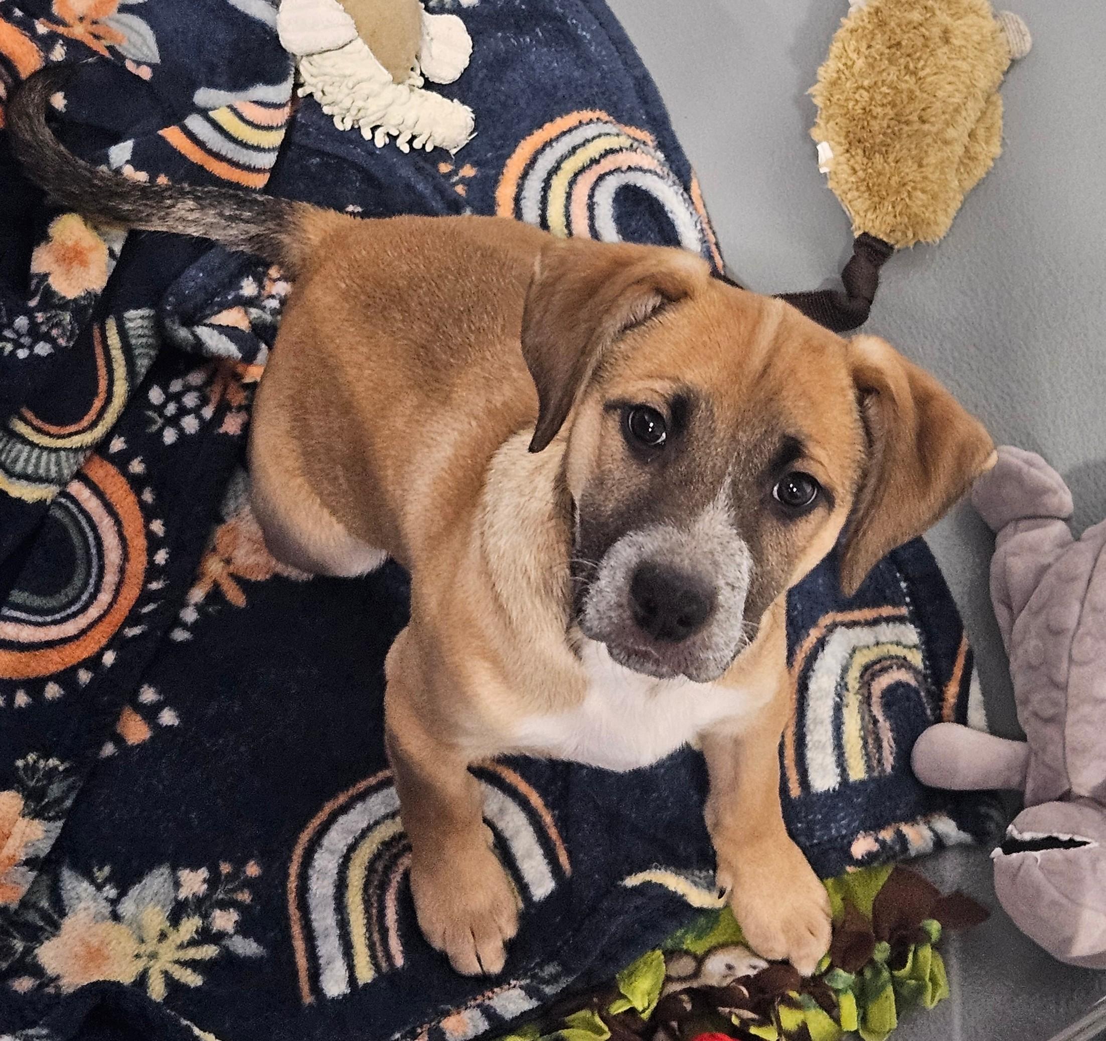 Atlas, adopted, Puppy Male Labrador Retriever & Hound.