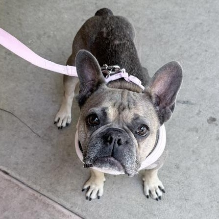 Enlarge Pepperoncini, an adopted French Bulldog in Folsom, CA image 2/6