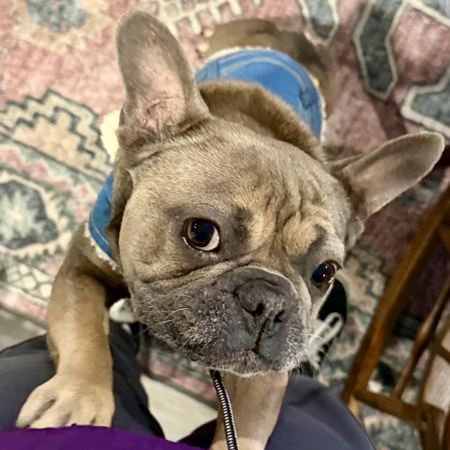 Enlarge Pepperoncini, an adopted French Bulldog in Folsom, CA image 5/6