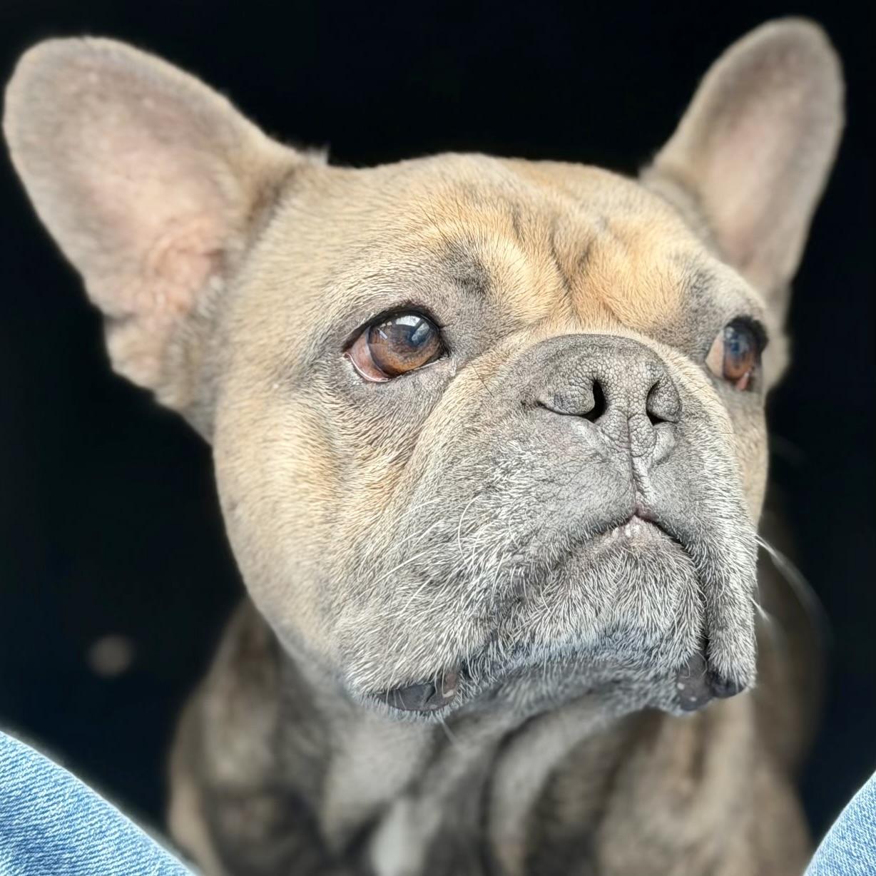 Enlarge Pepperoncini, an adopted French Bulldog in Folsom, CA image 4/6