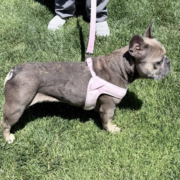 Enlarge Pepperoncini, an adopted French Bulldog in Folsom, CA image 6/6