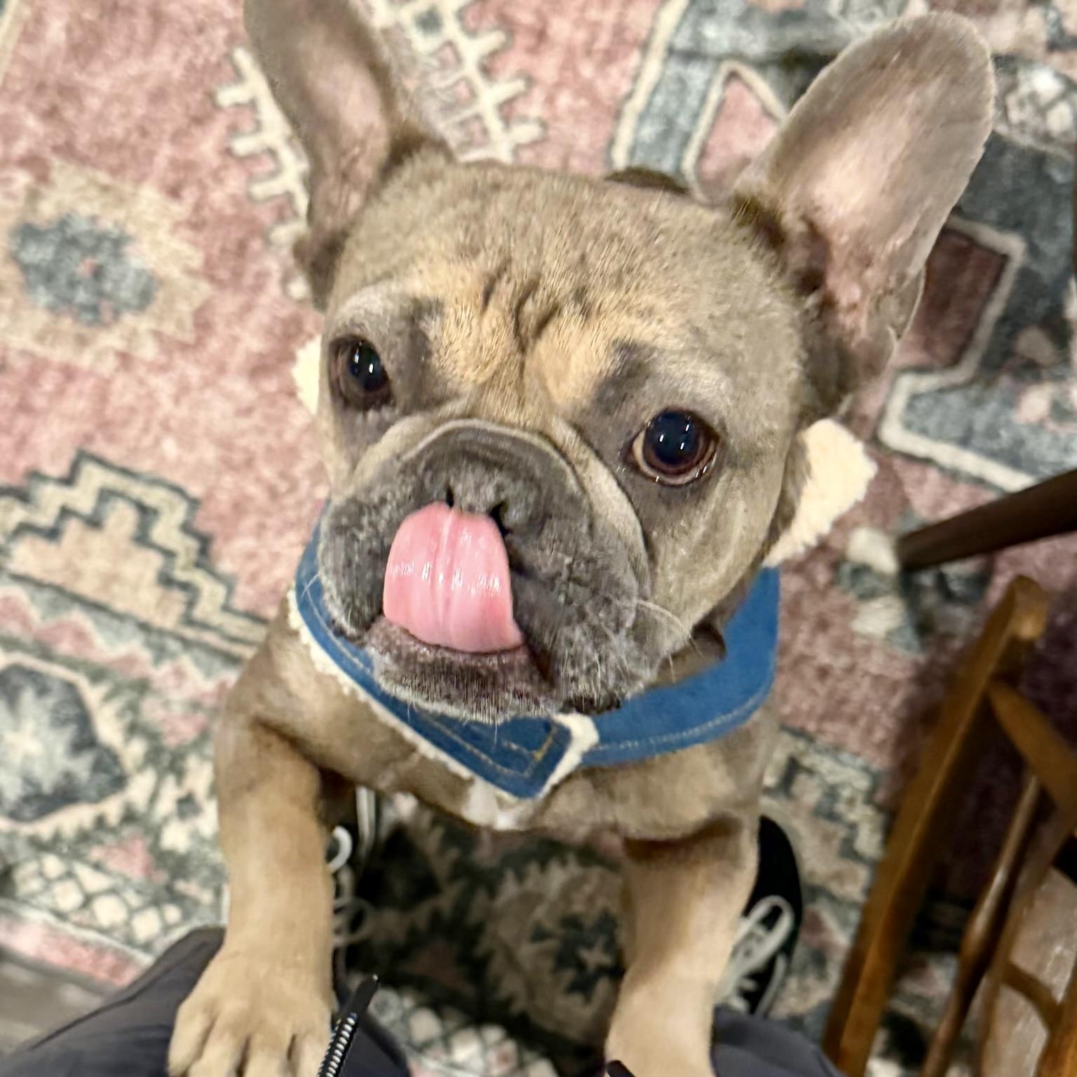 Enlarge Pepperoncini, an adopted French Bulldog in Folsom, CA image 3/6