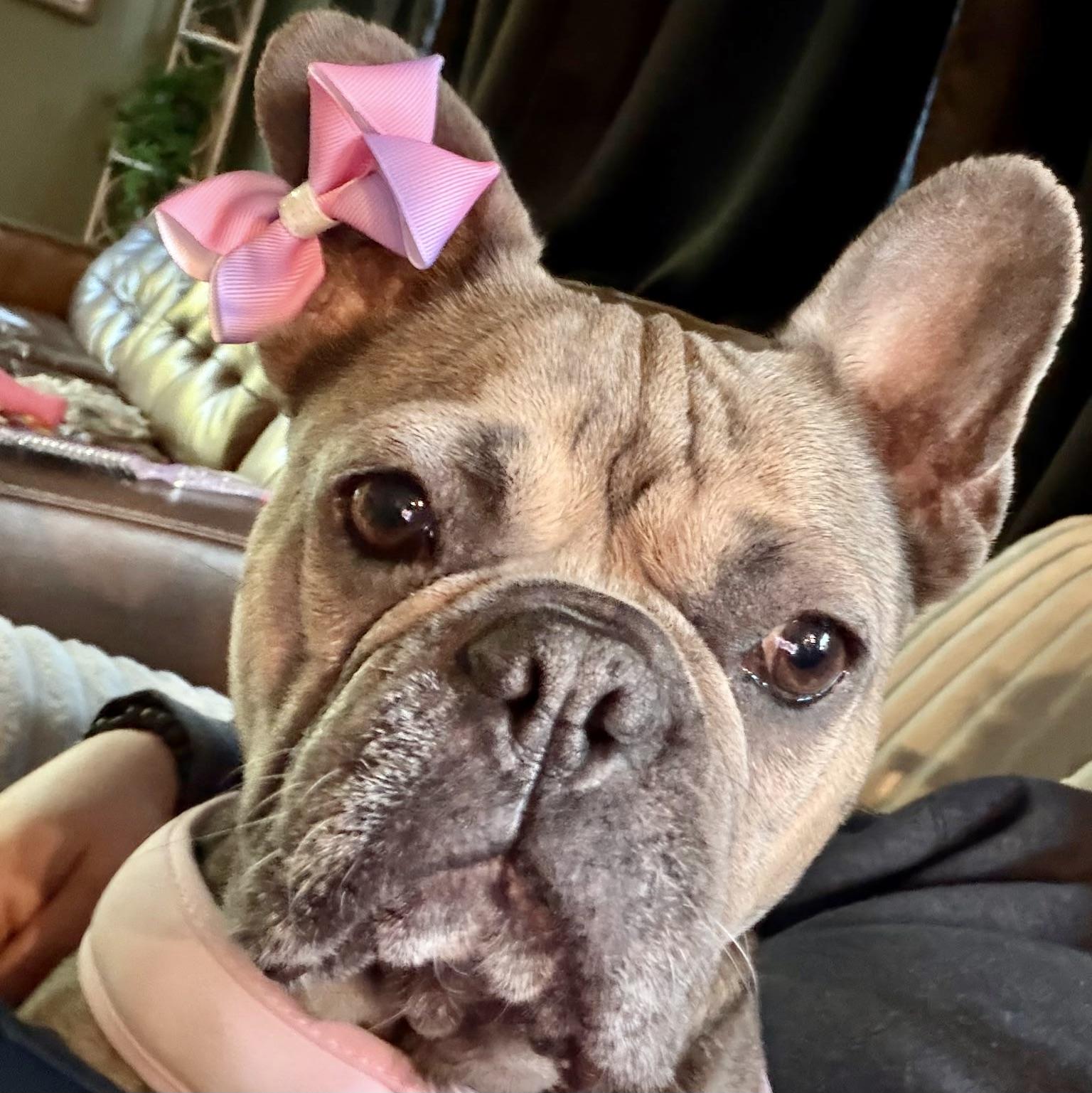 Enlarge Pepperoncini, an adopted French Bulldog in Folsom, CA image 1/6
