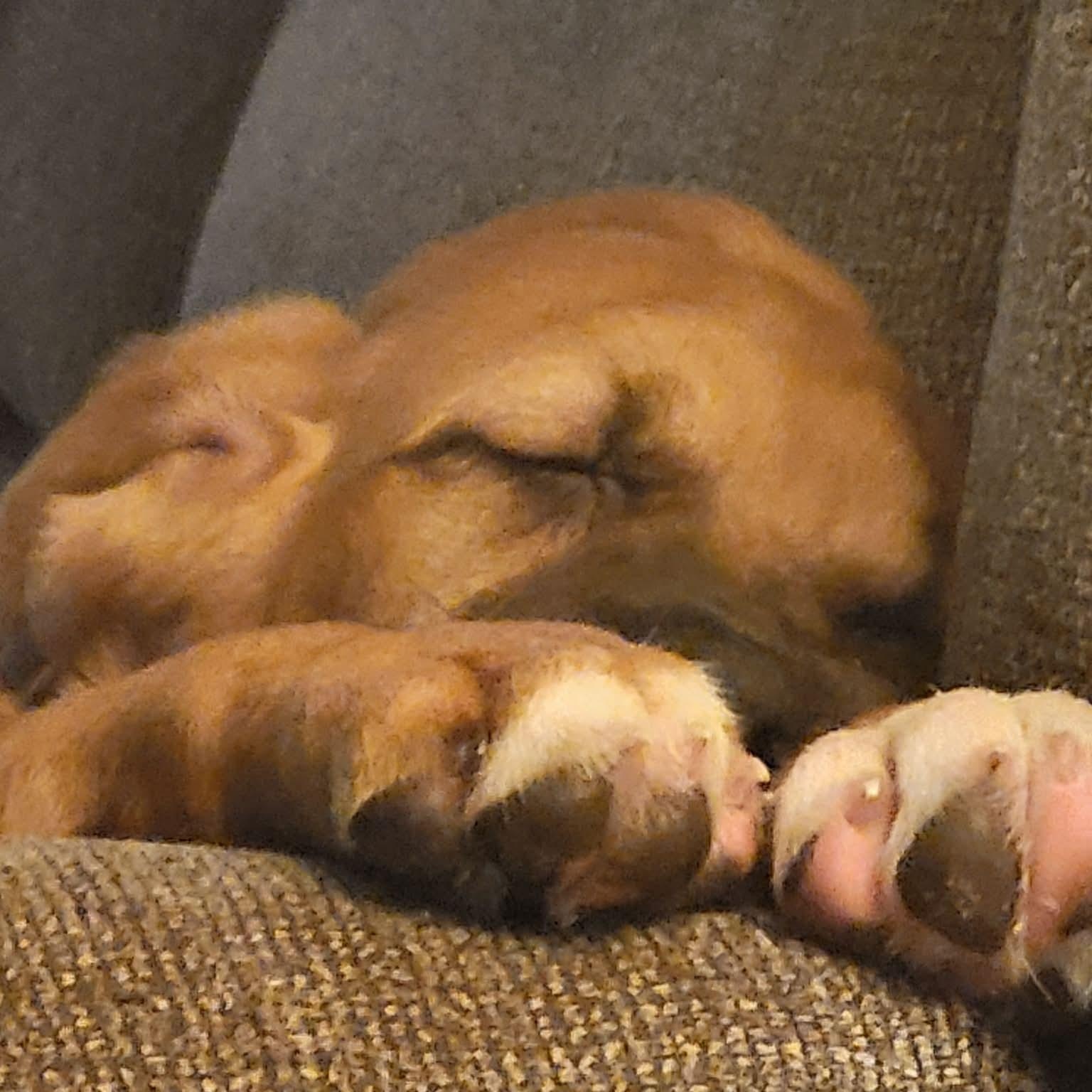 Peaches, an adopted mixed breed in Rochester, NY image 4/4
