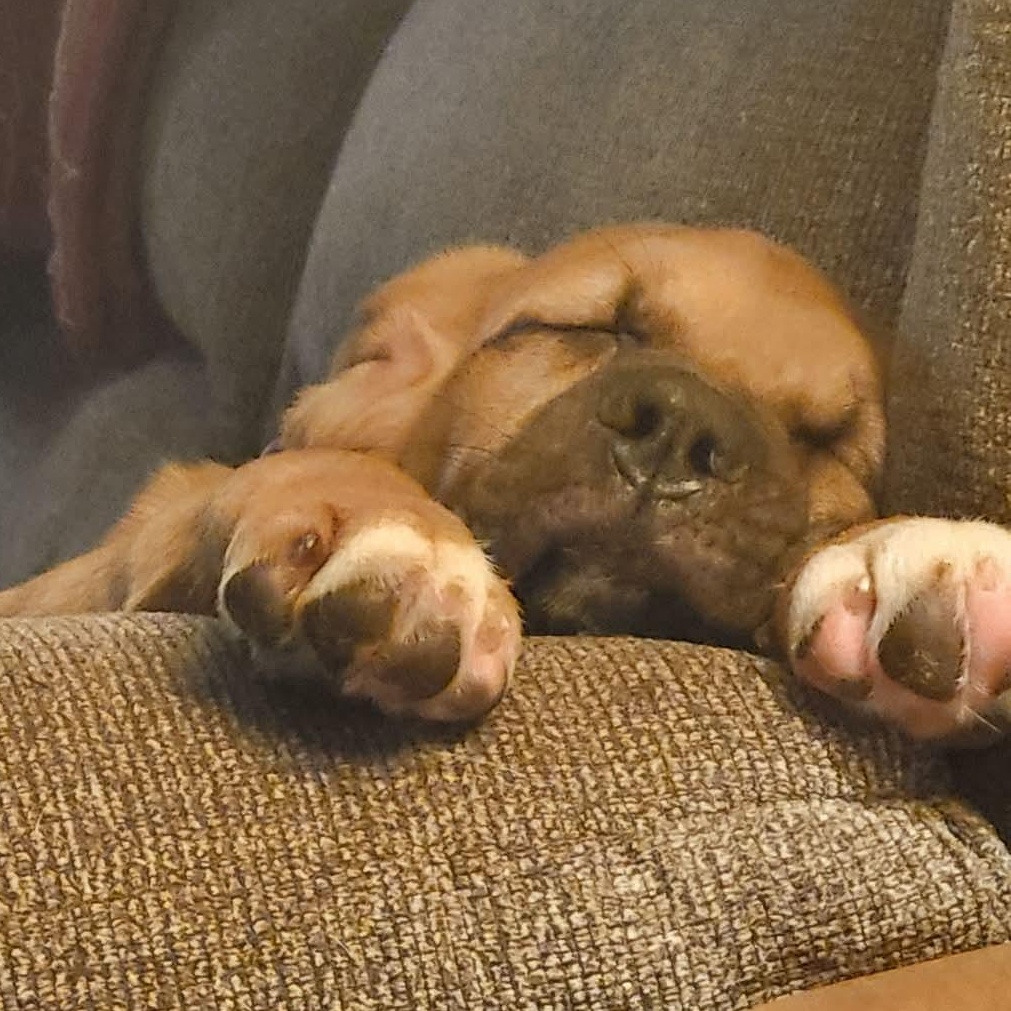 Peaches, an adopted mixed breed in Rochester, NY image 3/4