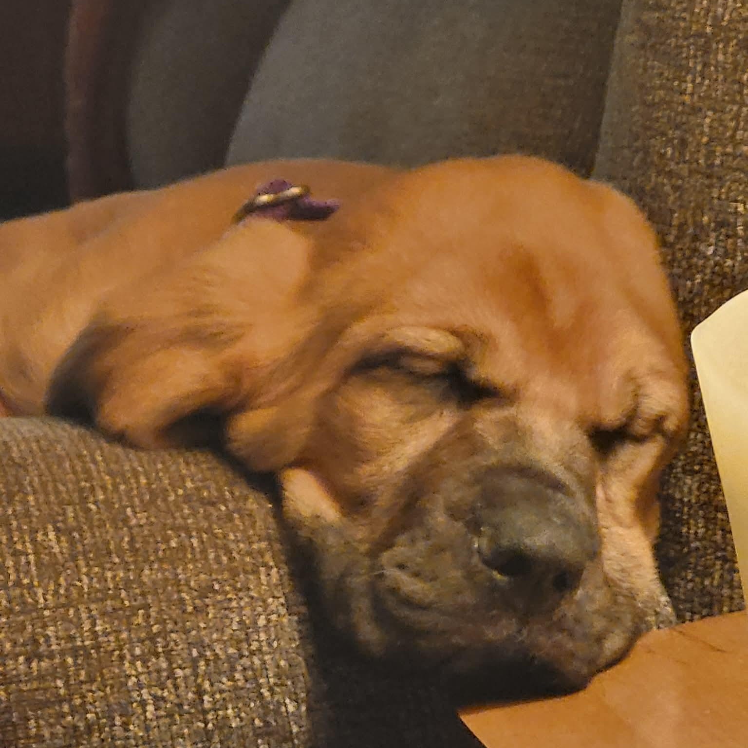Peaches, an adopted mixed breed in Rochester, NY image 2/4