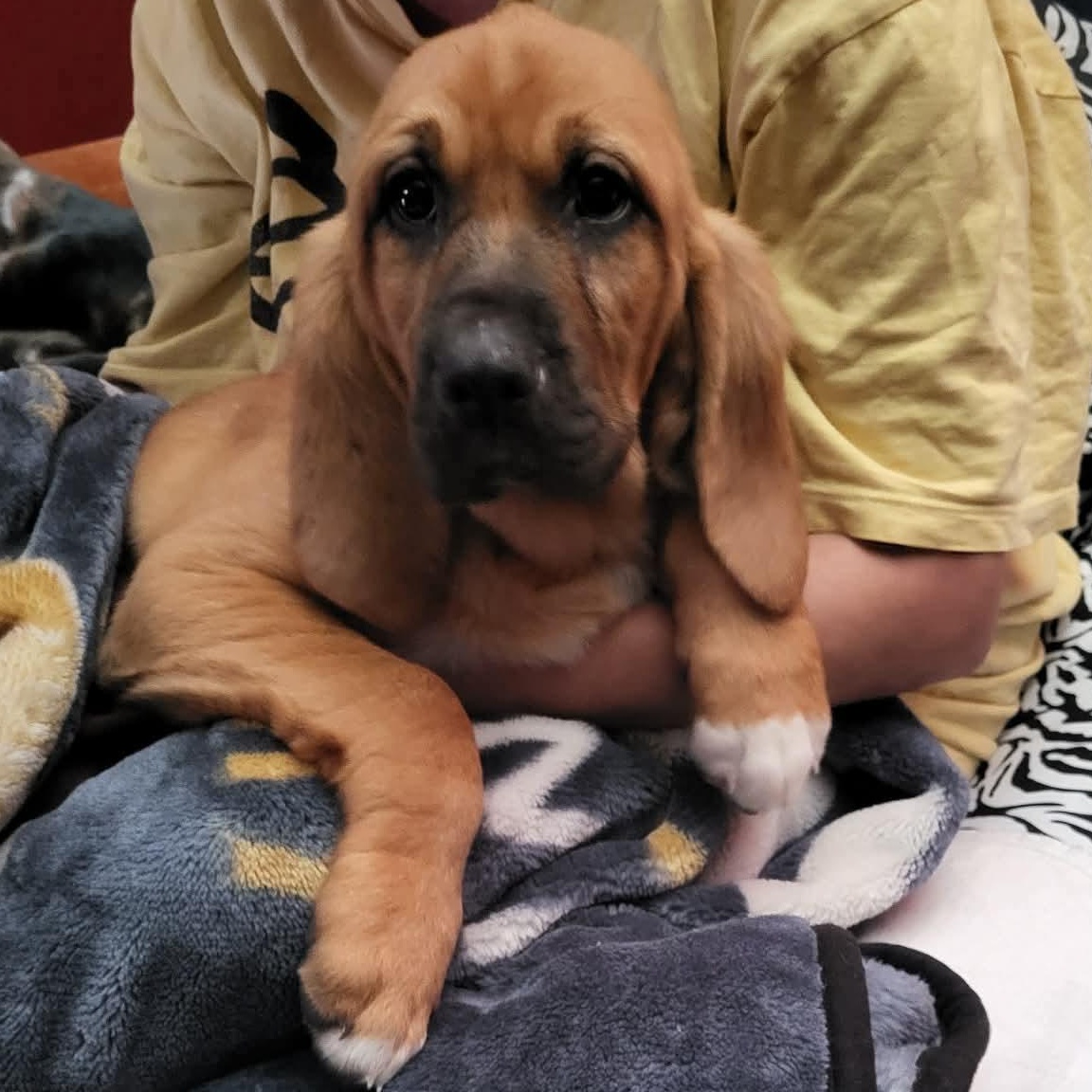 Peaches, adopted, Puppy Female Bloodhound & Great Pyrenees.