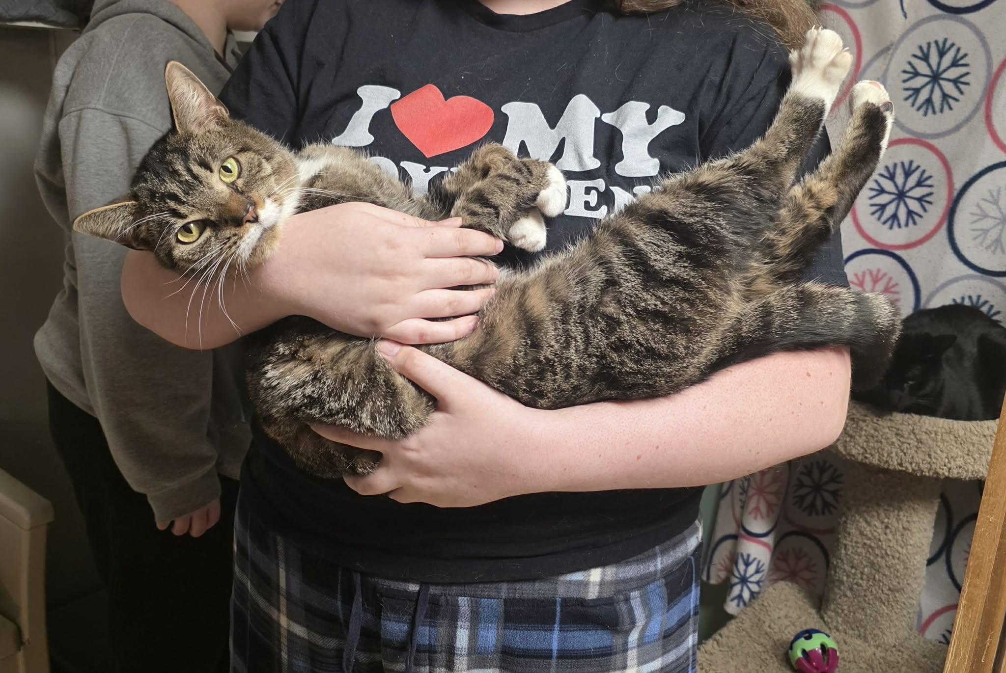 Enlarge Picasso, an adopted Tabby in Shippenville, PA image 5/5