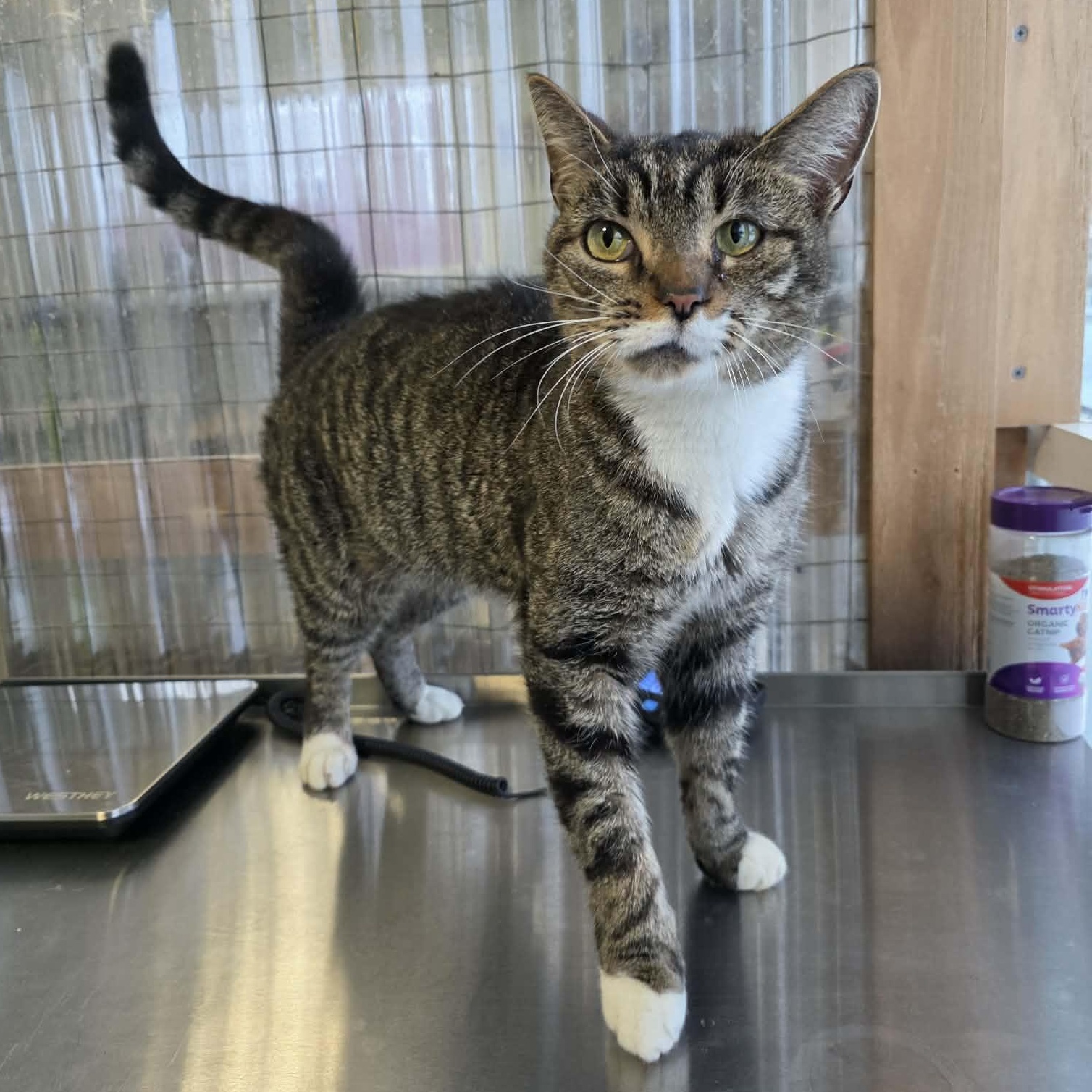 Picasso, adopted, Adult Male Tabby.