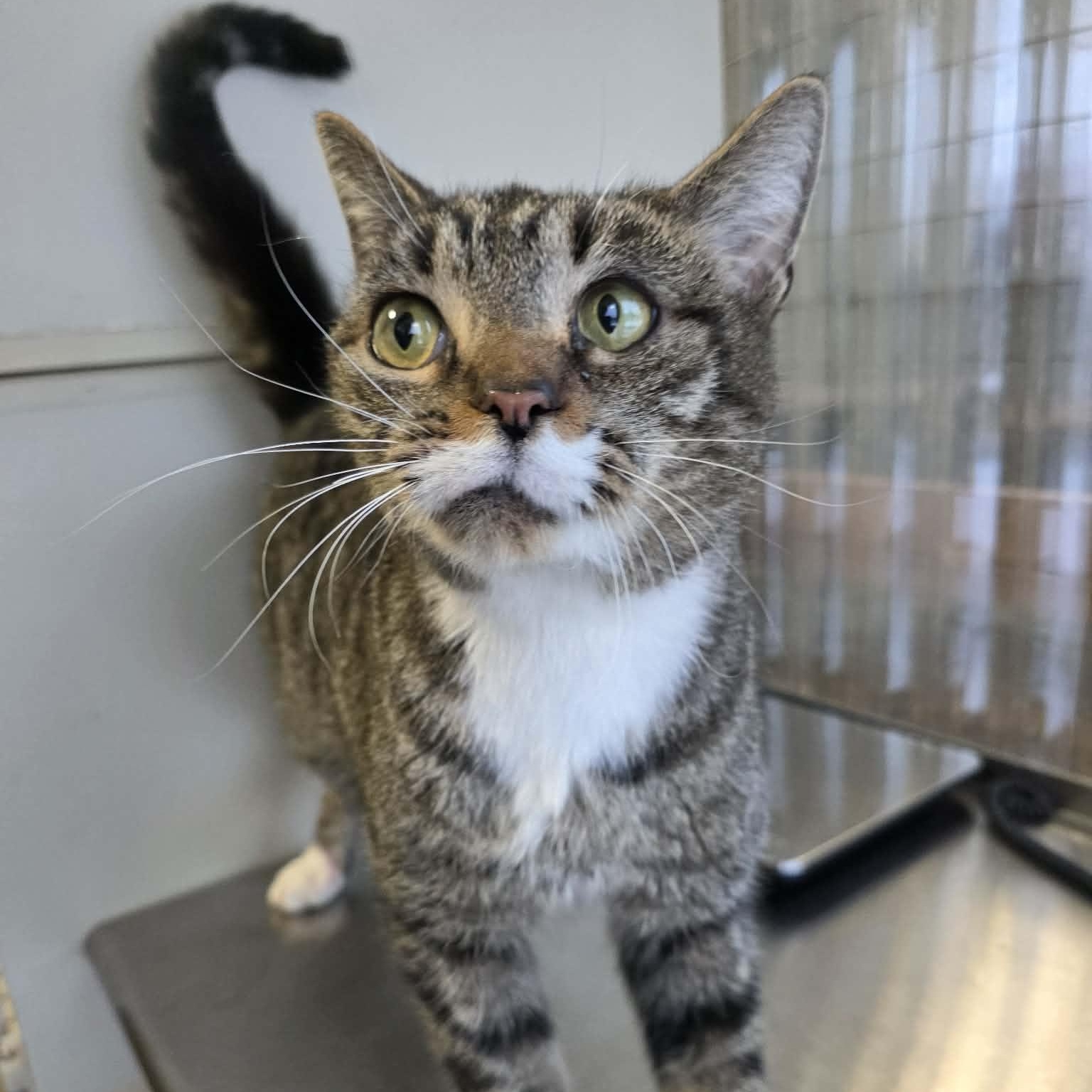 Enlarge Picasso, an adopted Tabby in Shippenville, PA image 3/5