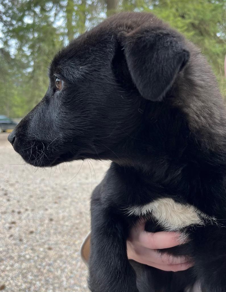 Bridget, Adoptable, Puppy Female Shepherd.