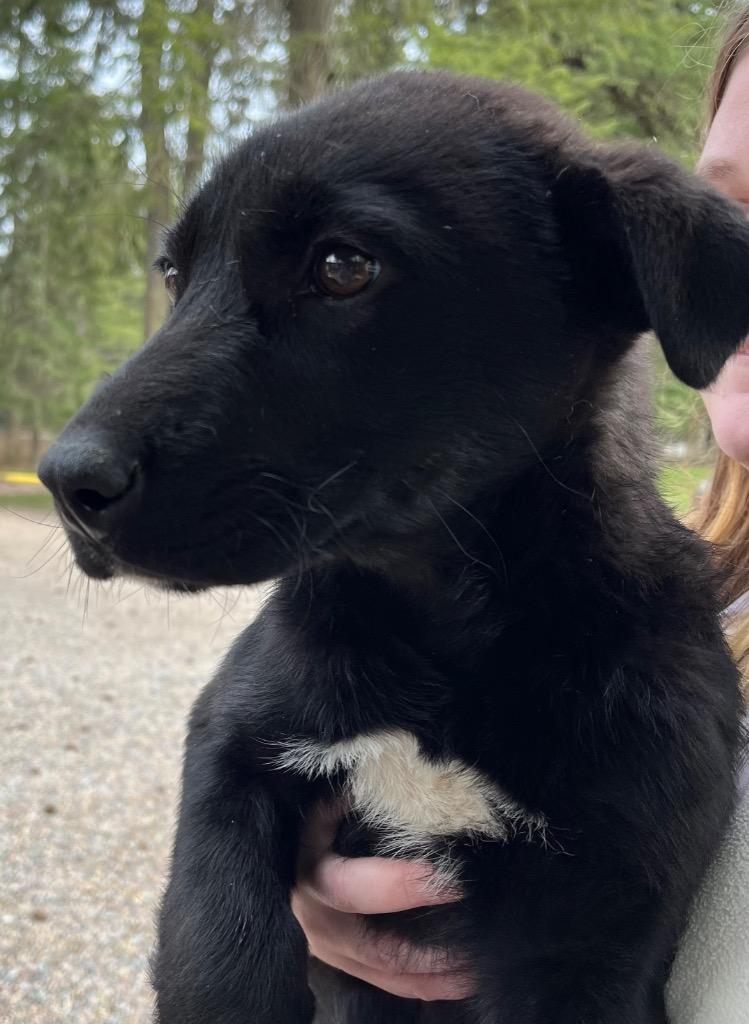 Enlarge Bridget, a Adoptable Shepherd in Thompson Falls, MT image 2/2
