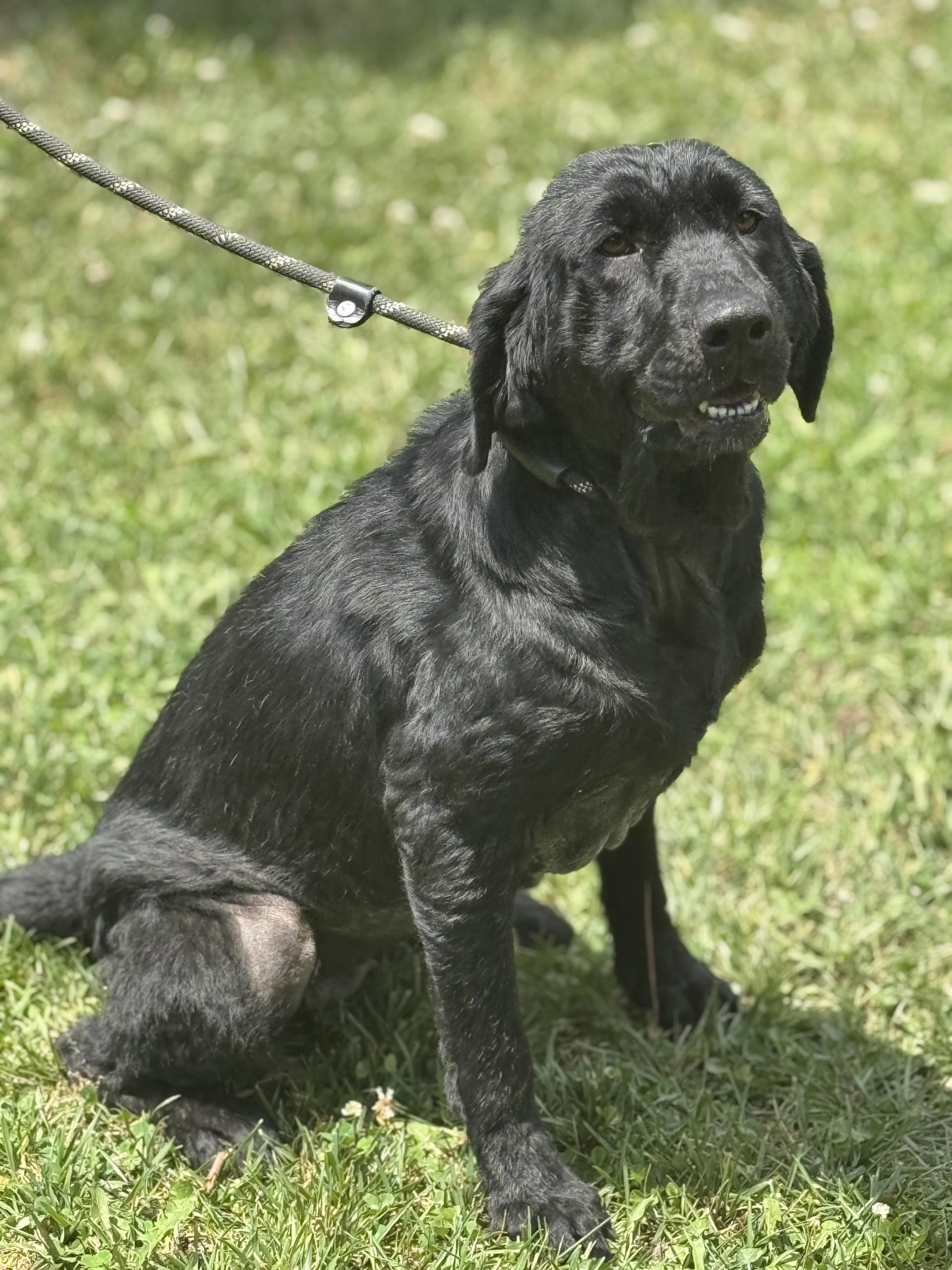 Henrietta Hippo, a ADOPTABLE mixed breed in Midlothian, VA image 4/6