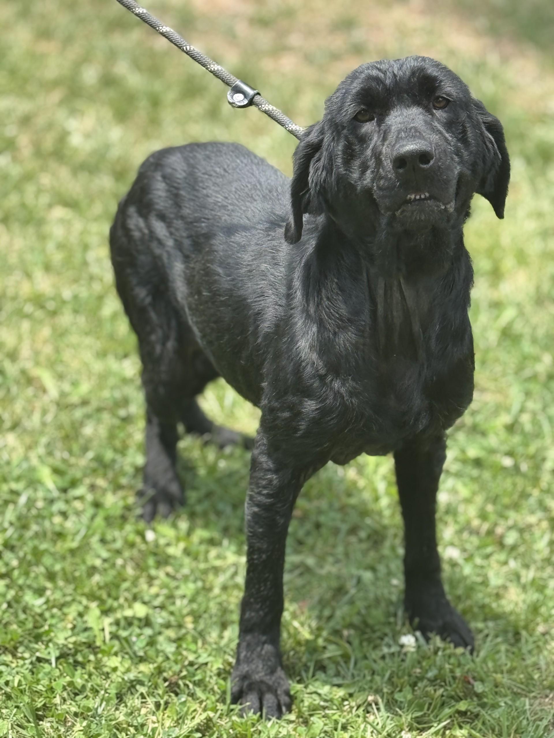 Henrietta Hippo, a ADOPTABLE mixed breed in Midlothian, VA image 6/6