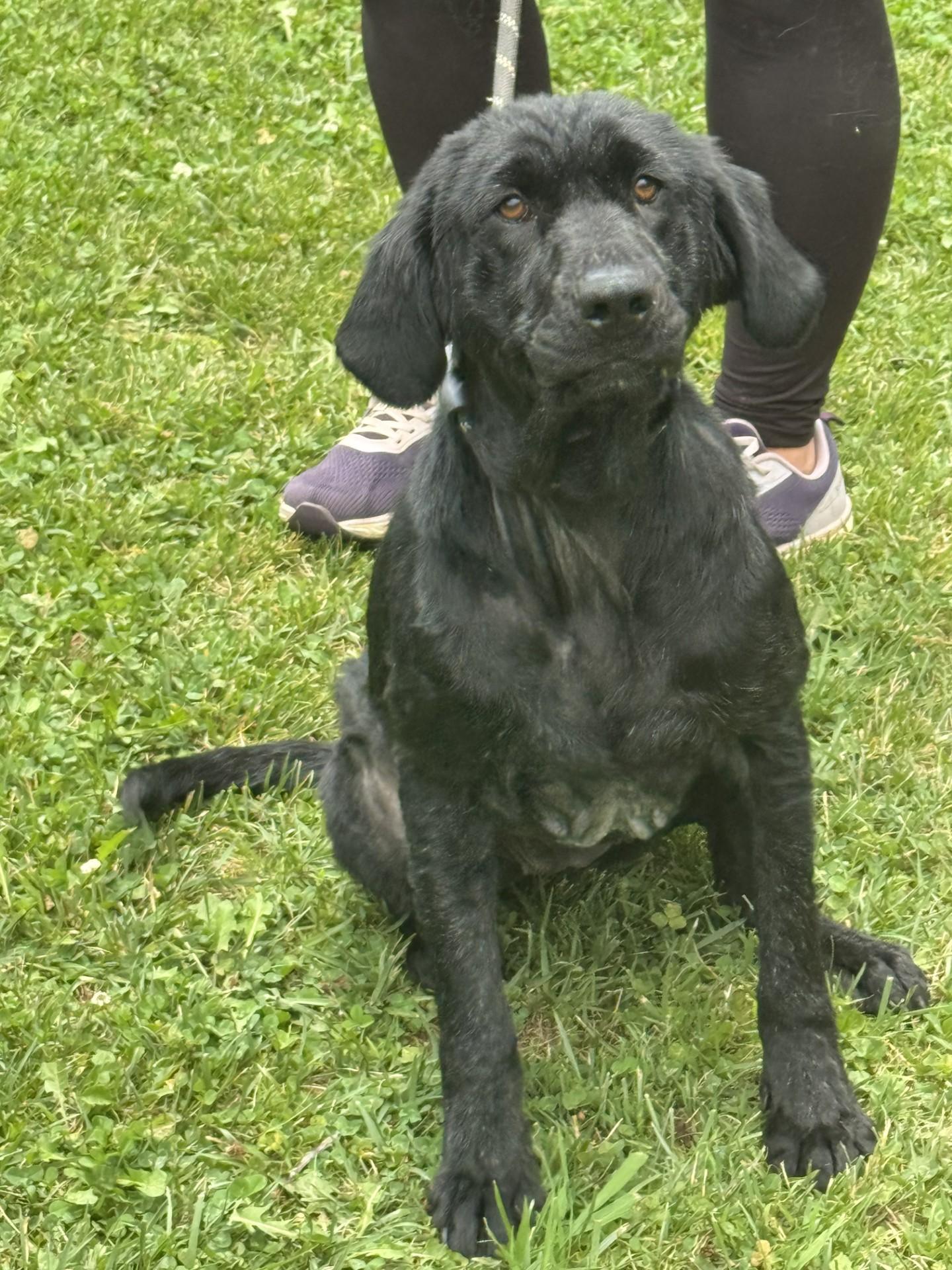Henrietta Hippo, a ADOPTABLE mixed breed in Midlothian, VA image 1/6