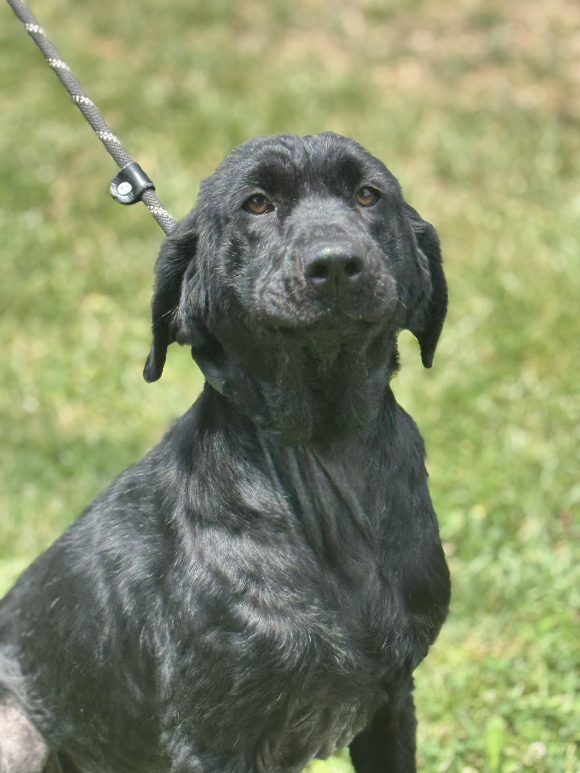Henrietta Hippo, a ADOPTABLE mixed breed in Midlothian, VA image 5/6