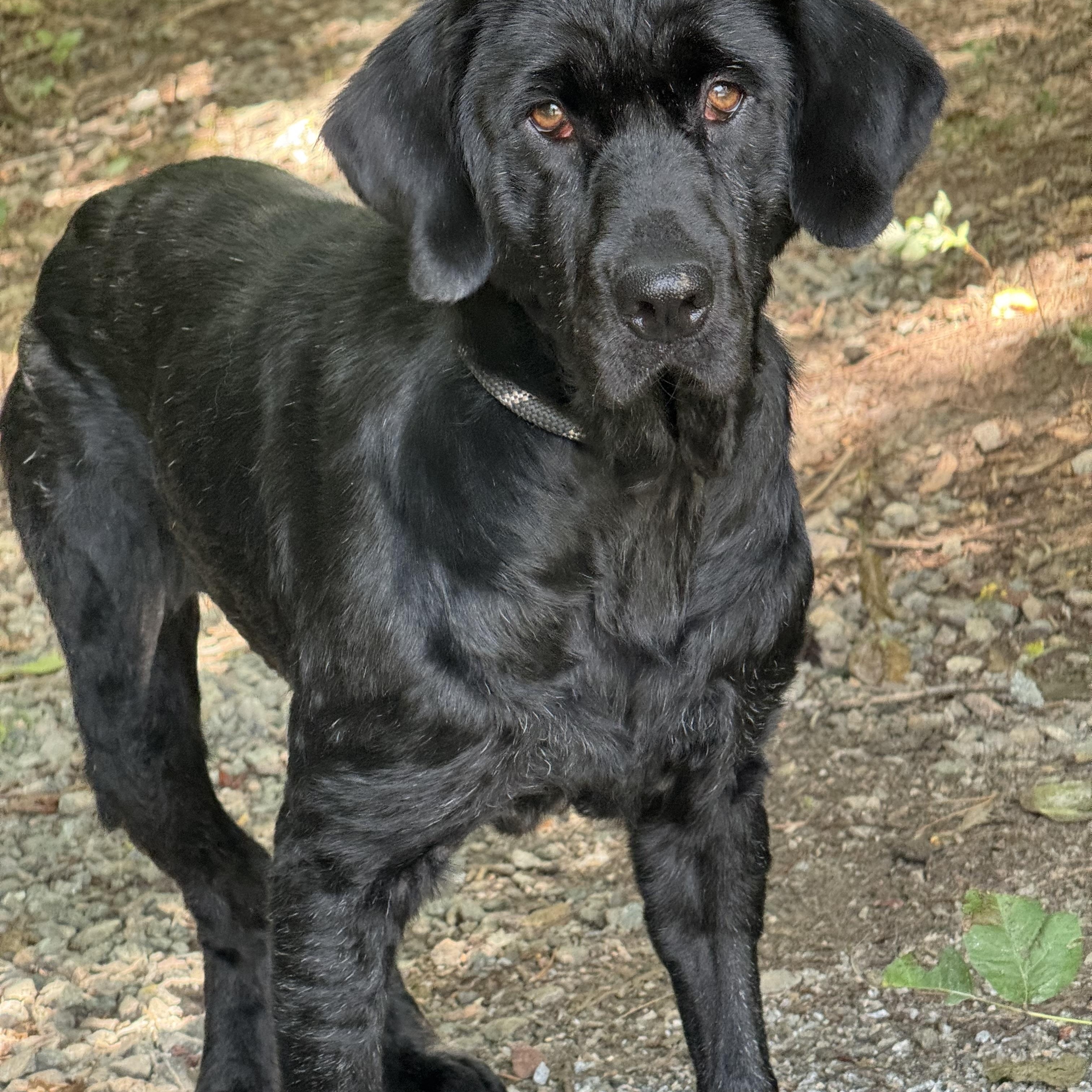 Henrietta Hippo, a ADOPTABLE mixed breed in Midlothian, VA image 3/6