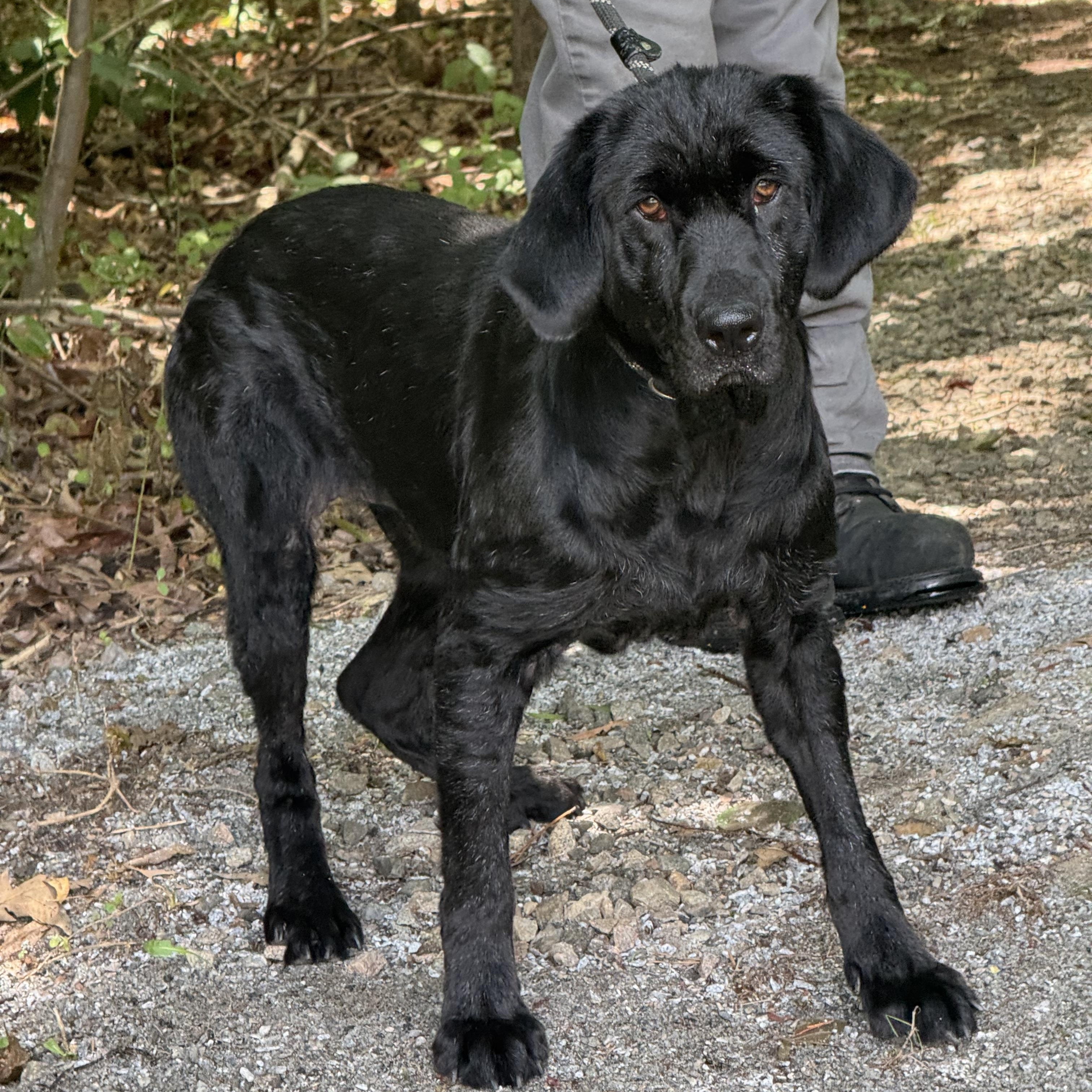 Henrietta Hippo, ADOPTABLE, Young Female Black Labrador Retriever.